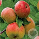 Malus d. 'Topaz' 12-14 HO 45L