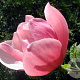Magnolia 'Rose Marie' 12-14 HO 45L