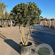 Osmanthus fortunei 175-200 cm 50L meerstammig