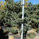 Pinus parviflora 'Pentaphylla Glauca' 250-300 cm draadkluit geveerd 80-100