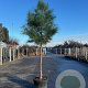 Pinus pinaster 25-30 HO cont. 150L
