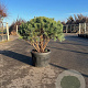 Pinus sylv. 'Watereri' 125-150 cm cont. 90L meerstammig