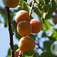 Prunus armeniaca 14-16 HA cont. 70L