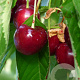 Prunus avium 'Schneider Spathe' 14-16 HO Cocoskluit