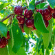 Prunus a. 'Stella' GM cont. 60L 5 etages HAAGVORM