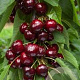 Prunus a. 'Van' 14-16 HO Cocoskluit