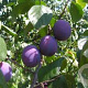 Prunus domestica 12-14 HA 35L