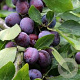 Prunus d. 'Opal' GM cont. 60L 5 etages HAAGVORM