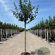 Prunus d. 'Reine Claude d'Oullins' 12-14 HO 45L