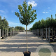 Prunus l. 'Novita' 12-14 HO 45L