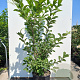 Prunus padus 300-350 cm cont. 150L meerstammig