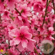 Prunus p. 'Saturne' 14-16 HO Cocoskluit