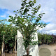 Prunus sargentii 200-250 cm 45L meerstammig
