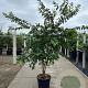 Prunus subh. 'Autumnalis' 200-250 cm 45L meerstammig