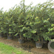 Prunus subh. 'Autumnalis' 350-400 cm cont. 150L meerstammig