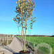 Prunus ser. 'Kanzan' 300-350 cm cont. 150L meerstammig