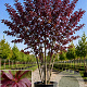 Prunus ser. 'Royal Burgundy' 200-250 cm 45L meerstammig