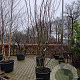 Prunus ser. 'Royal Burgundy' 250-300 cm cont. 150L meerstammig