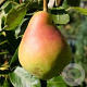 Pyrus c. 'Bella' 14-16 HA cont. 90L