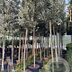 Quercus ilex 12-14 HO 45L
