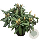 Rhododendron yakushimanum Caroline Allbrook' 30 cm 5,0L