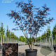 Sambucus nigra Black Lace 200-250 cm 45L meerstammig