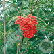 Sorbus auc. 'Wettra' 12-14 HO 45L