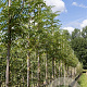 Sorbus 'Dodong' 200-250 cm 45L meerstammig