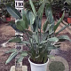 Strelitzia reginae 100-125 cm cont. 90L meerstammig