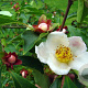 Stewartia rostrata 250-300 cm cont. 150L meerstammig