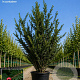 Taxus baccata 300-350 cm cont. 285L meerstammig