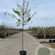 Zelkova serrata 12-14 HO 45L