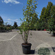 Amelanchier aln. 'Obelisk' 175-200 cm 30L