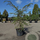 Cedrus deod. 'Golden Horizon' 175-200 cm container meerstammig