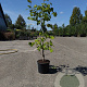 Corylus avellana 'Lange Spaanse' 125-150 cm 15L