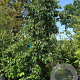 Cornus florida rubra 250-300 cm cont. 130L