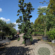 Cornus florida rubra 250-300 cm cont. 130L
