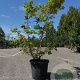 Cornus sang. 'Midwinter Fire' 125-150 cm 30L