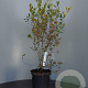 Aronia melanocarpa 'Hugin' 80-100 cm 7,5L