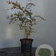 Abelia 'Edward Goucher' 40-50 cm 7,5L
