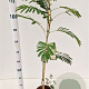 Albizia julibrissin 100-125 cm 5,0L