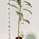 Albizia julibrissin 100-125 cm 5,0L