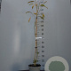 Albizia julibrissin 100-125 cm 5,0L