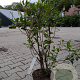 Clethra alnif. 'Pink Spire' 80-100 cm 3,0L