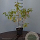 Cornus sang. 'Anny's Winter Orange' 60-80 cm 3,0L