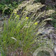 Achnatherum calamagrostis GM P9