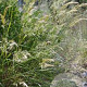Achnatherum calamagrostis GM P9