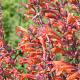 Agastache 'Firebird' GM P9