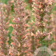 Agastache 'Kolibri' GM P9