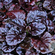 Ajuga reptans Black Scallop GM P9